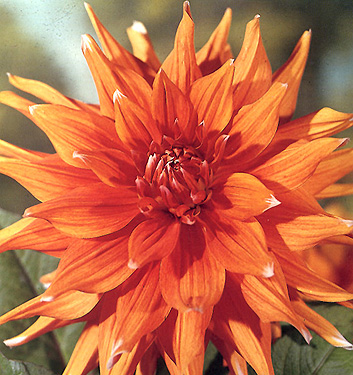 Dahlia (cactus) COLOUR SPECTACLE