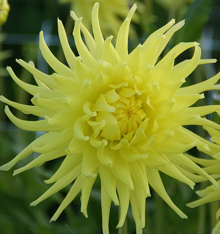 Dahlia (cactus) KENNEMERLAND
