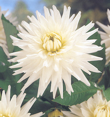 Dahlia (cactus) MY LOVE