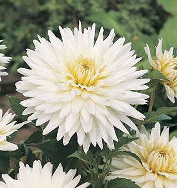 Dahlia (cactus) MY LOVE