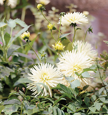 Dahlia (cactus) MY LOVE