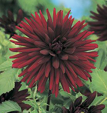 Dahlia (cactus) NUIT D'ETE