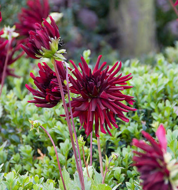 Dahlia (cactus) NUIT D'ETE
