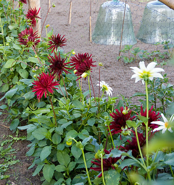 Dahlia (cactus) NUIT D'ETE