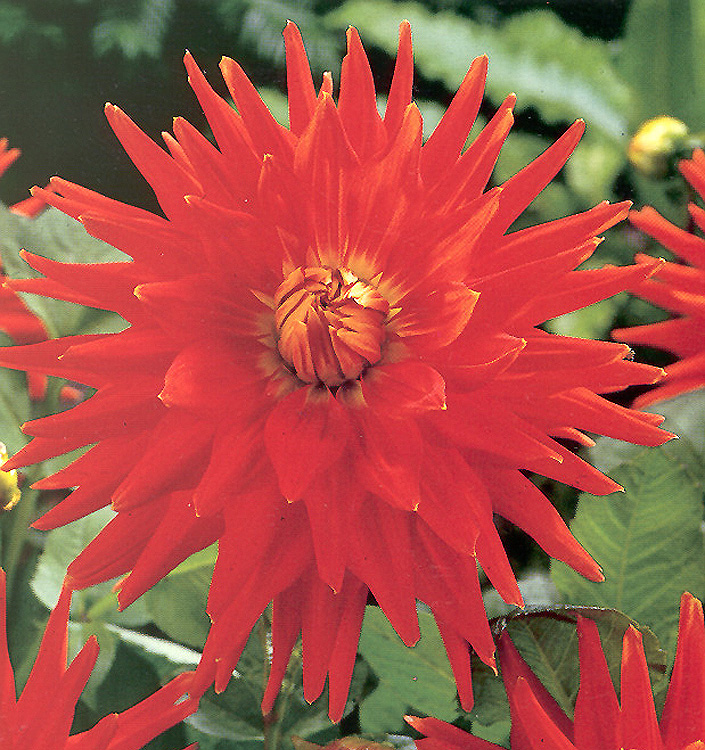 Dahlia (cactus) VULKAN