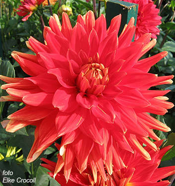 Dahlia (cactus) VULKAN