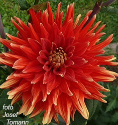 Dahlia (cactus) VULKAN