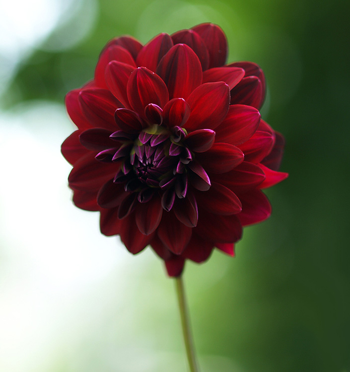 Dahlia (decorativa) ARABIAN NIGHT