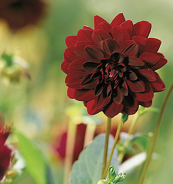 Dahlia (decorativa) ARABIAN NIGHT