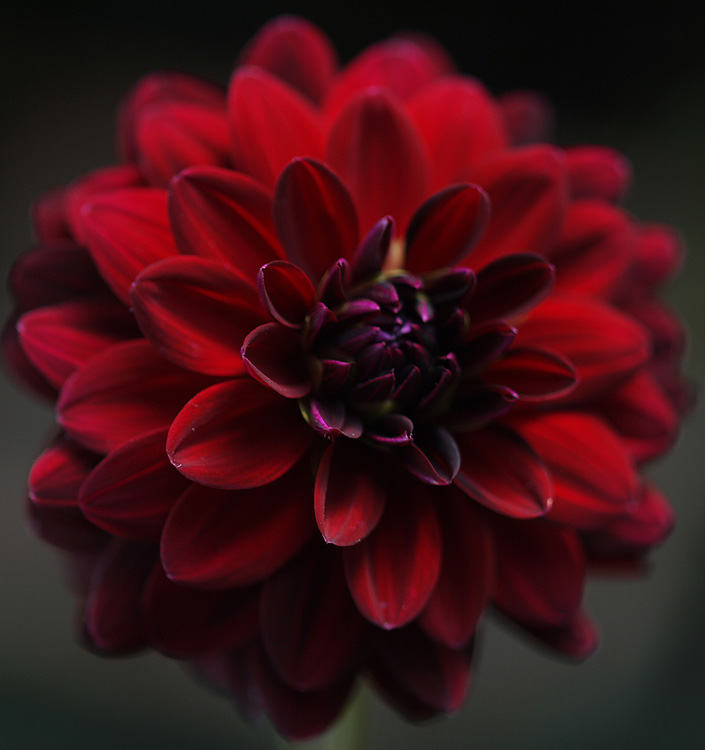 Dahlia (decorativa) ARABIAN NIGHT
