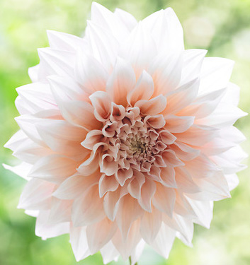 Dahlia (decorativa) CAFE' AU LAIT