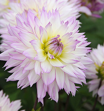 Dahlia (decorativa) CRAZY LOVE