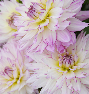 Dahlia (decorativa) CRAZY LOVE
