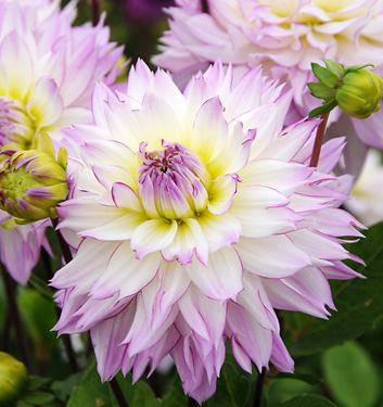 Dahlia (decorativa) CRAZY LOVE