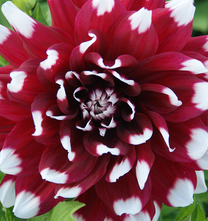 Dahlia (decorativa) DUET