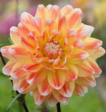 Dahlia (decorativa) PEACHES AND CREAM