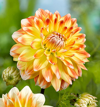 Dahlia (decorativa) PEACHES AND CREAM