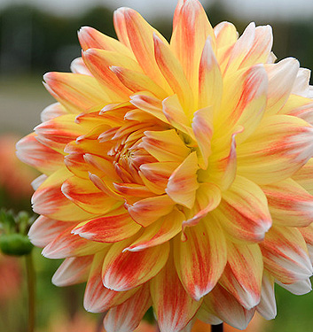 Dahlia (decorativa) PEACHES AND CREAM