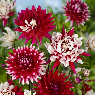 Dahlia (decorativa) REBECCA'S WORLD