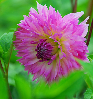 Dahlia (fimbriata) SAKURA FUBUKI