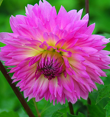 Dahlia (fimbriata) SAKURA FUBUKI