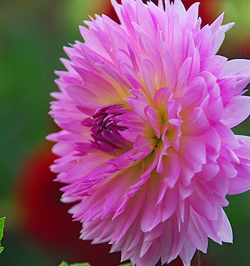 Dahlia (fimbriata) SAKURA FUBUKI
