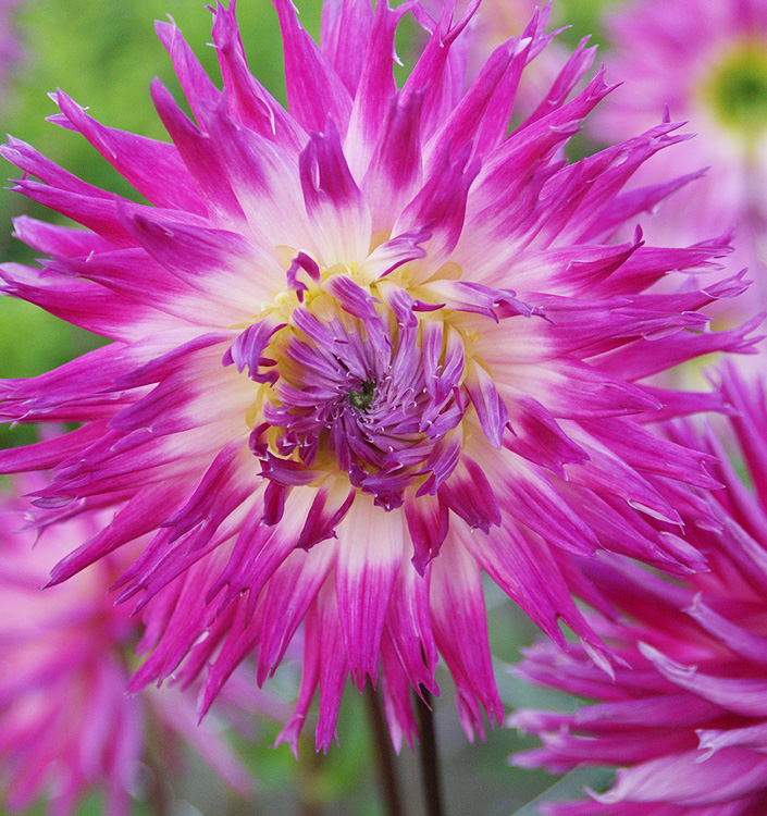 Dahlia (fimbriata) VERITABLE