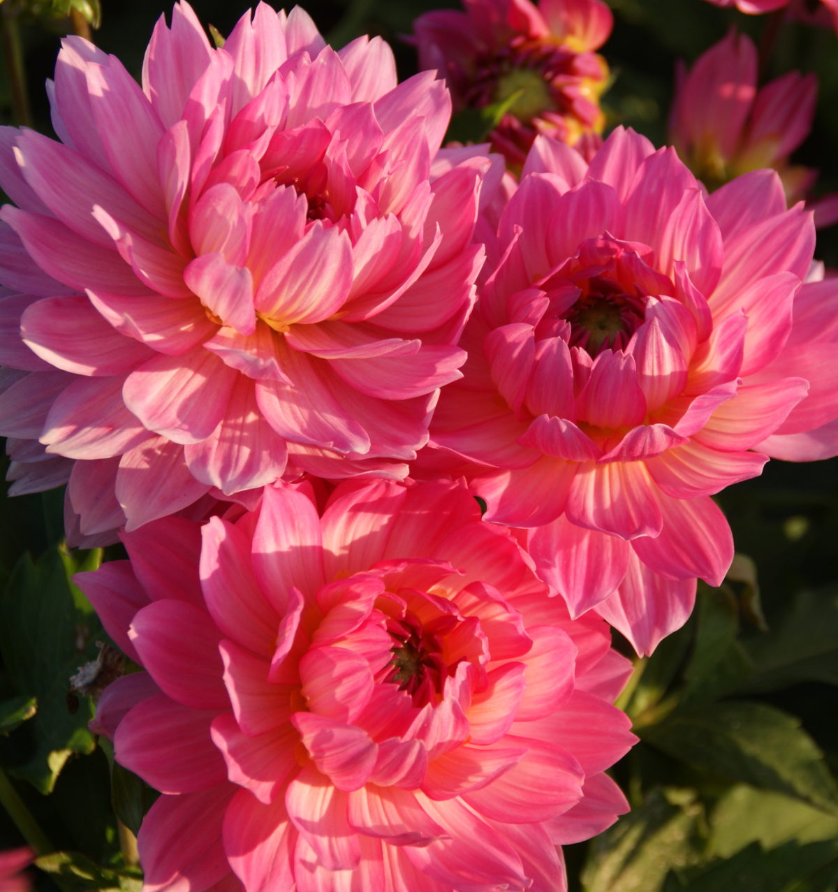 Dahlia (gallery) BELLINI