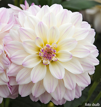 Dahlia (gallery) MONET