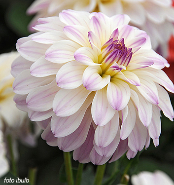 Dahlia (gallery) MONET