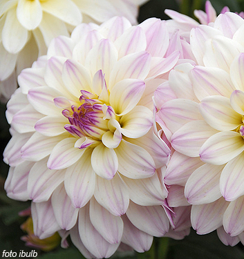 Dahlia (gallery) MONET