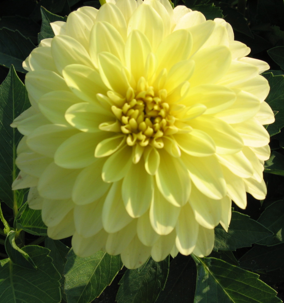 Dahlia (gallery) SERENADE