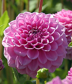 Dahlia (globo) BOY SCOUT