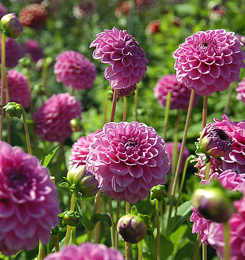 Dahlia (globo) BOY SCOUT