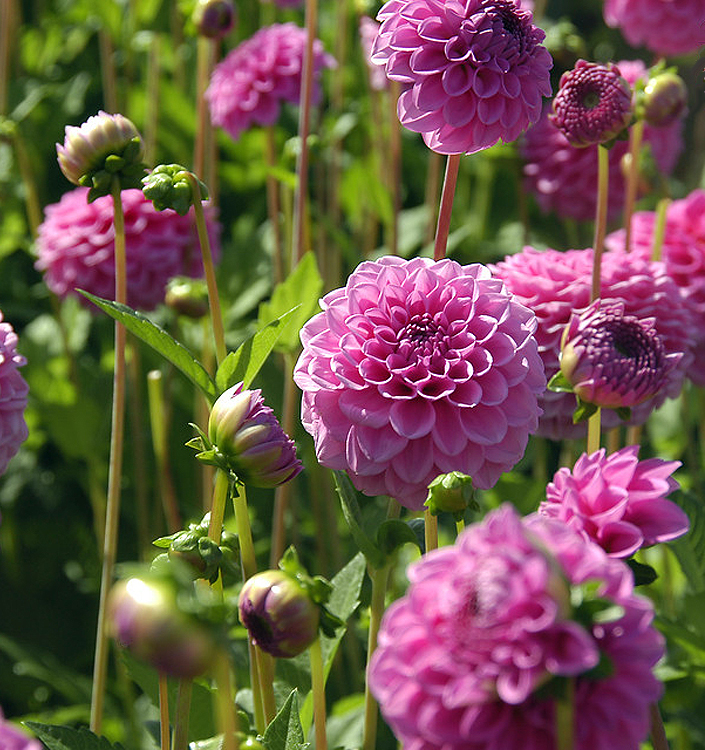 Dahlia (globo) BOY SCOUT