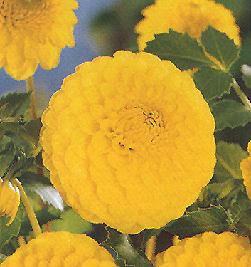 Dahlia (globo) GOLDEN TORCH