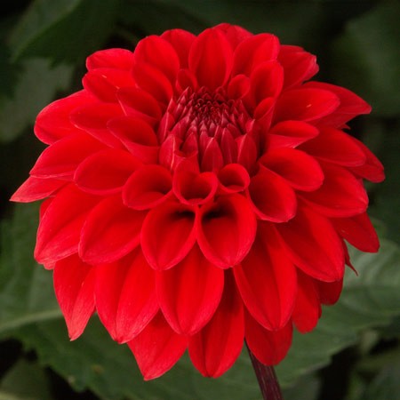 Dahlia (globo) RED CAP