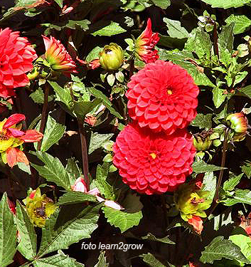 Dahlia (melody) BOLERO