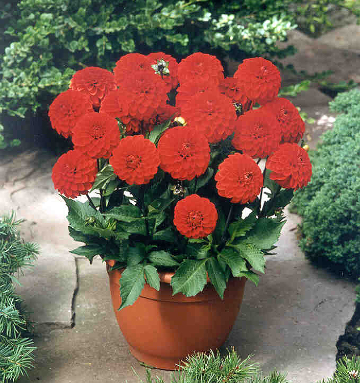 Dahlia (melody) BOLERO