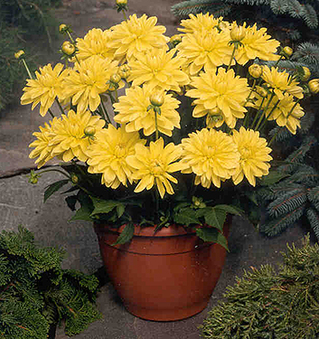 Dahlia (melody) LATIN