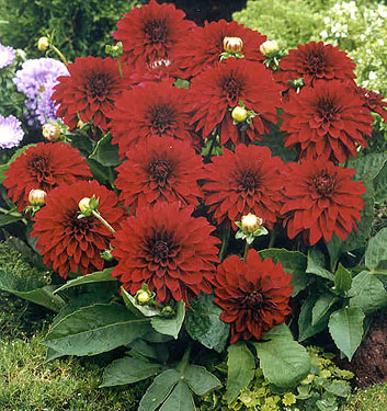 Dahlia (melody) MAMBO