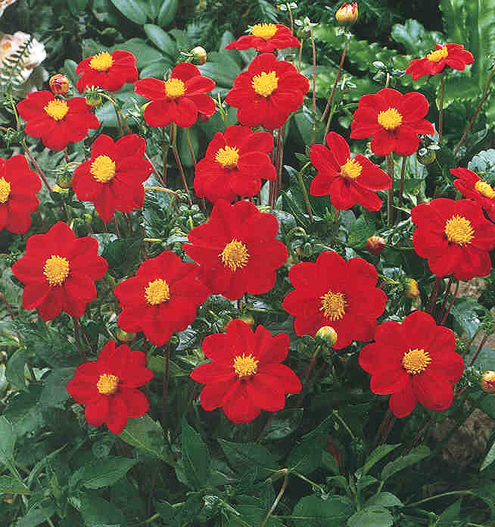 Dahlia (mignon) FIREBIRD
