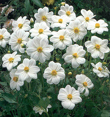 Dahlia (mignon) SNEEZY