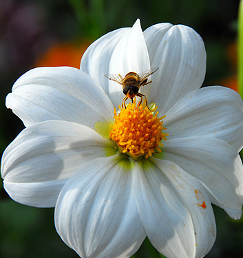 Dahlia (mignon) SNEEZY