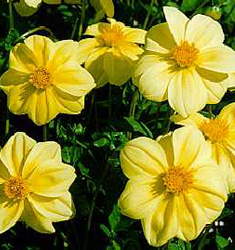 Dahlia (mignon) YELLOW SNEEZY