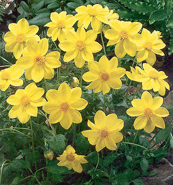 Dahlia (mignon) YELLOW SNEEZY