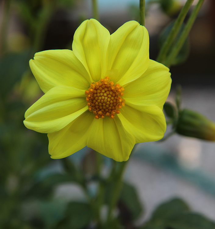 Dahlia (mignon) YELLOW SNEEZY