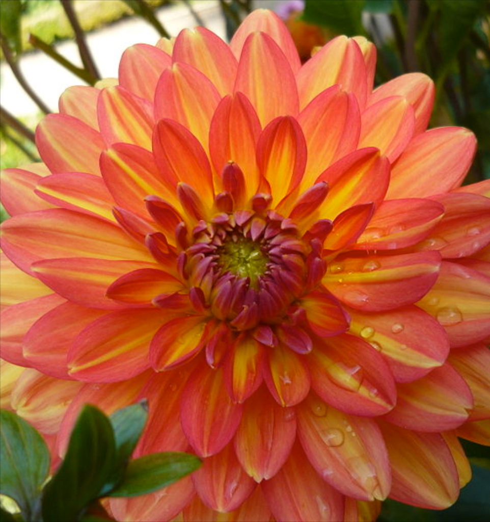 Dahlia (ninfea) GRACELAND