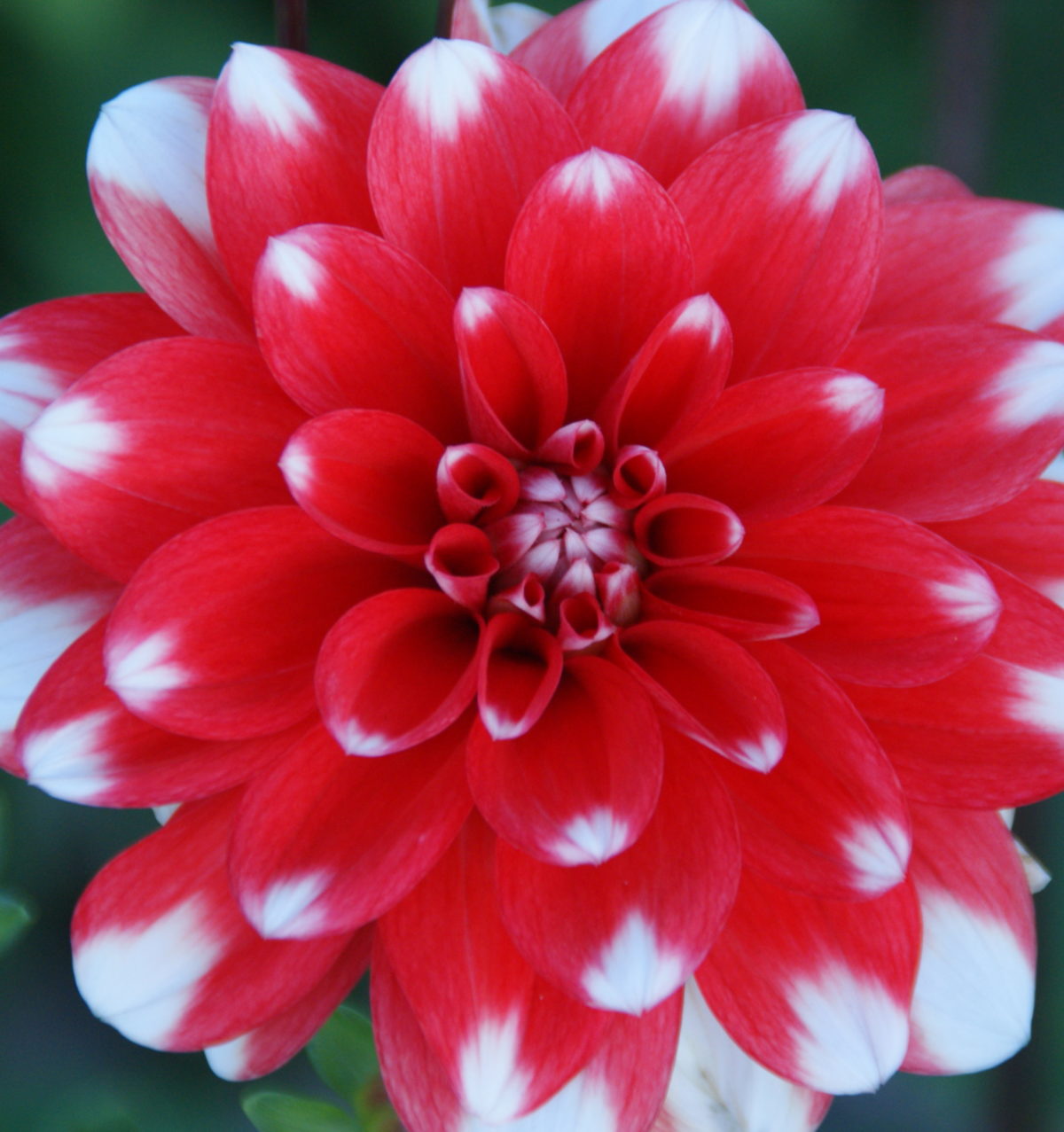 Dahlia (ninfea) NAGANO