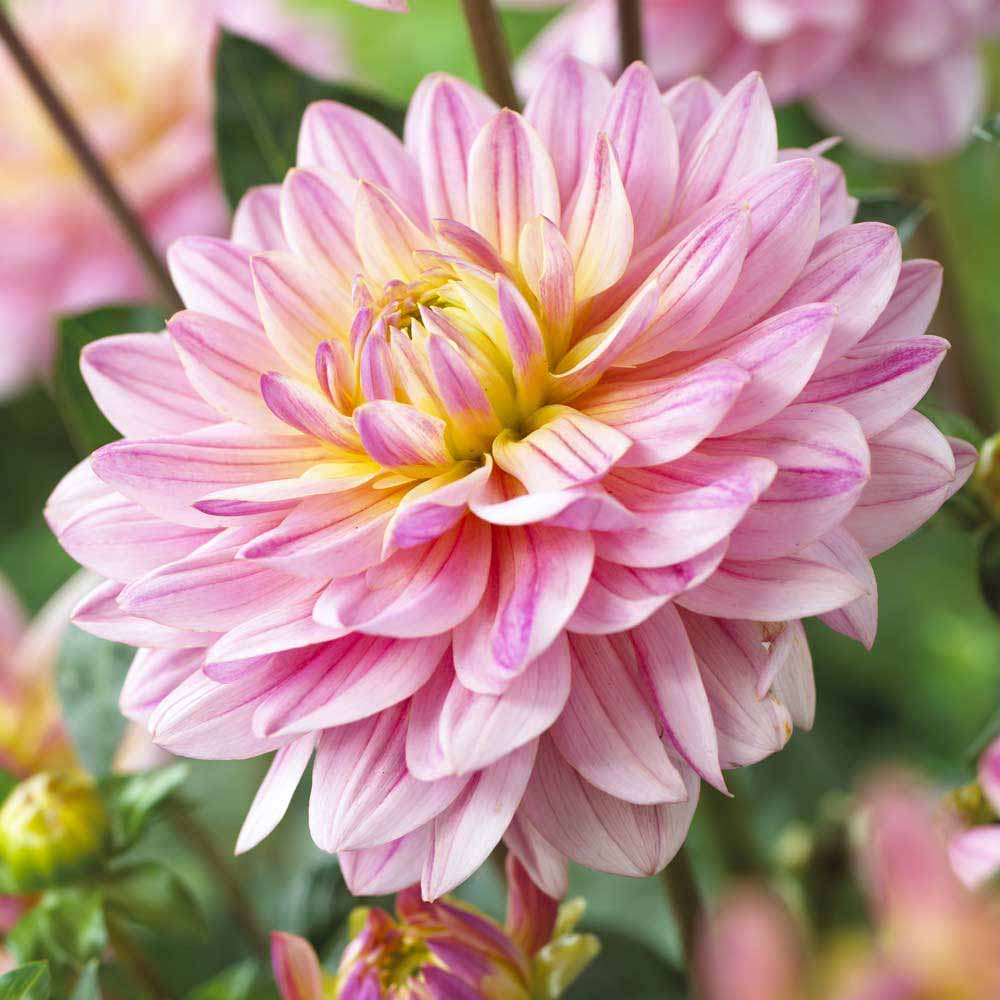 Dahlia (ninfea) PINK MAGIC
